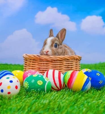 Easter Bunny Painting Fun Paint By Numbers