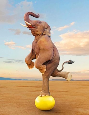 Majestic Elephant Balancing Paint By Numbers