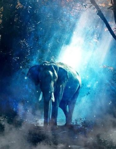 Elephant in Nature Paint By Numbers