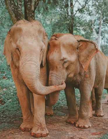 Elephants in Love Paint By Numbers