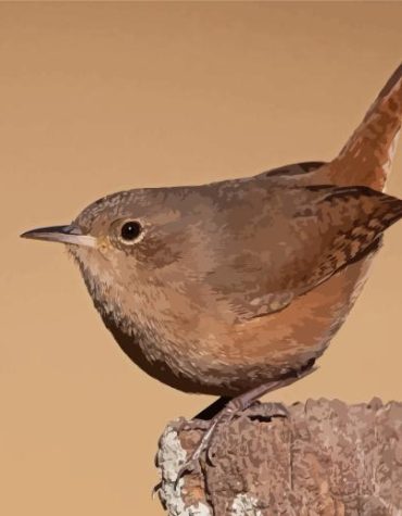 English Wren Nature Paint By Numbers