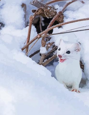 White Winter Ermine Paint By Numbers