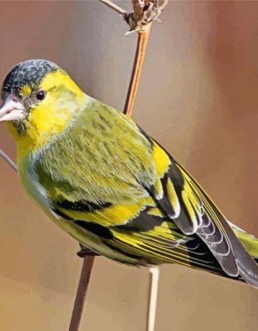 Captivating Eurasian Siskin Paint By Numbers
