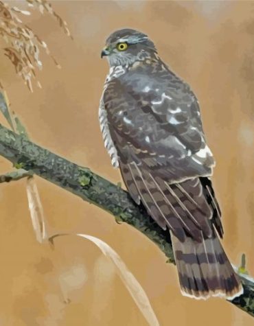 Eurasian Sparrowhawk Perched Paint By Numbers