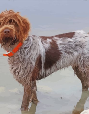 Wirehaired Pointing Griffon Dog Paint By Numbers