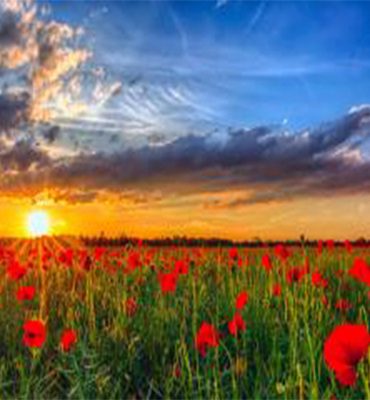 Red Poppy Landscape Paint By Numbers