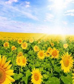 Sunlit Sunflower Fields Paint By Numbers