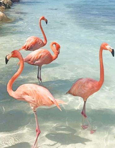 Pink Flamingo Bird Paint By Numbers