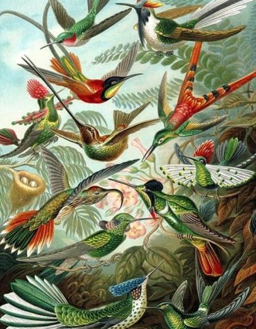 Vintage Bird Collection Paint By Numbers