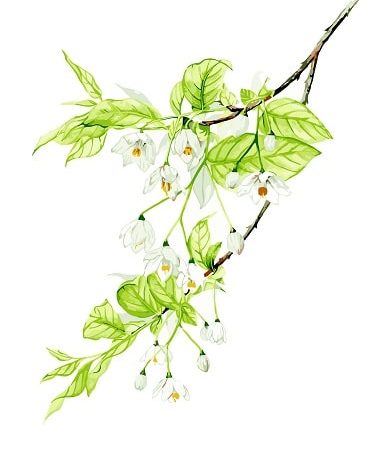 Elegant Flower Branch Paint By Numbers