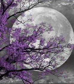 Moonlit Flower Tree Paint By Numbers