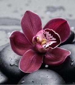 Black and White Flowers Paint By Numbers