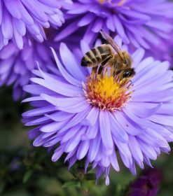Purple Flowers and Bees Paint By Numbers