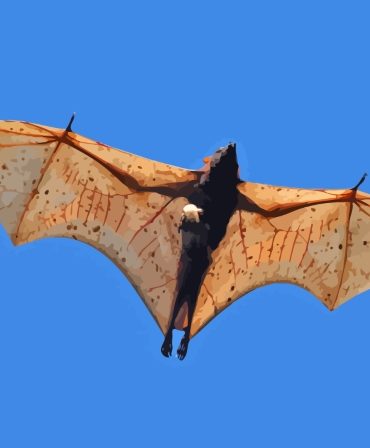 Golden Giant Bat Paint By Numbers
