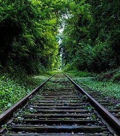 Forest Aesthetic Train Paint By Numbers