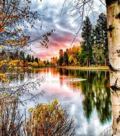 Forest Landscape with Trees Paint By Numbers