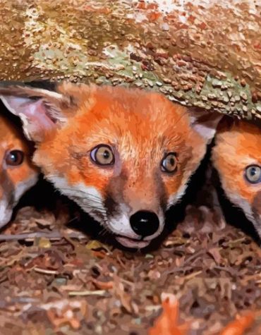 Charming Fox Cubs Paint By Numbers