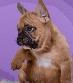 French Bulldog Dog Lovers Paint By Numbers