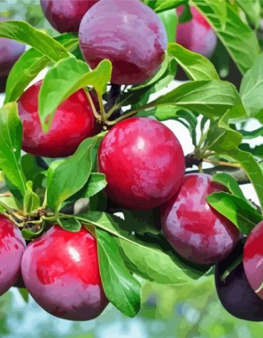 Fresh Plum Tree Project Paint By Numbers