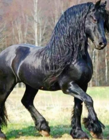 Majestic Friesian Horse Paint By Numbers