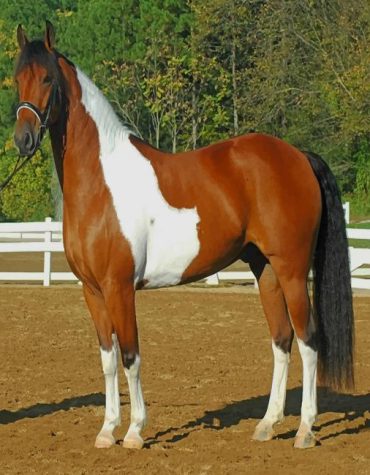 Friesian Beauty Paint By Numbers