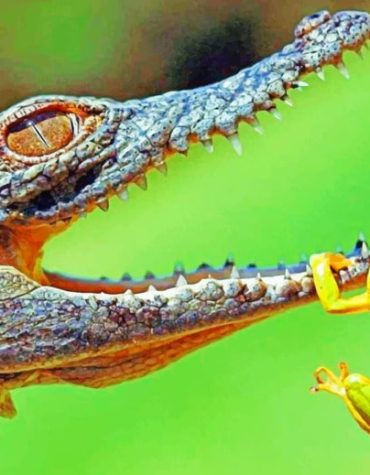 Frog and Alligator Wildlife Paint By Numbers