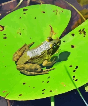 Green Frog Water Lily Paint By Numbers