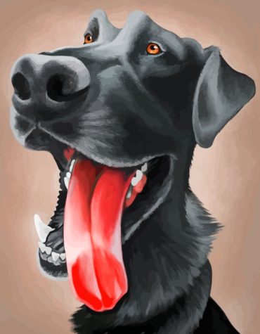 Black Labrador Paint By Numbers
