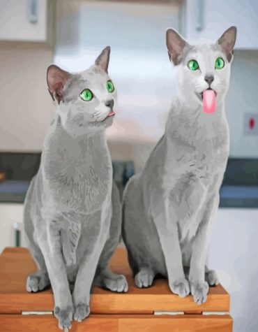 Russian Blue Kitten Fun Paint By Numbers