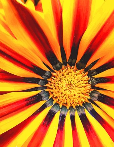 Gazania Sunflower Yellow Paint By Numbers