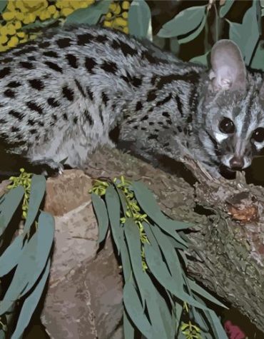 Genet on Tree Paint By Numbers