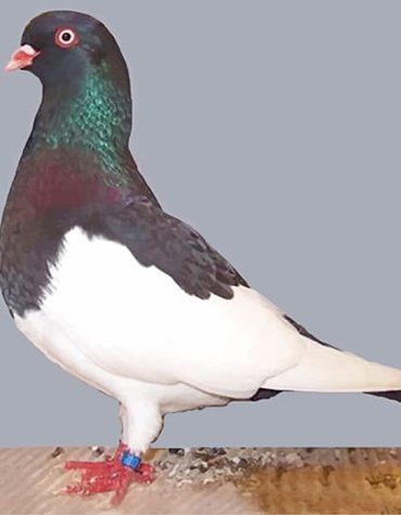 German Magpie Bird Paint By Numbers