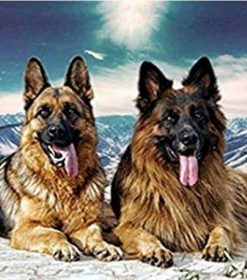 German Shepherd Animal Paint By Numbers