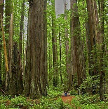 Giant Redwood Forest Paint By Numbers