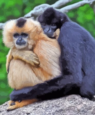 Gibbons Monkey Pair Paint By Numbers
