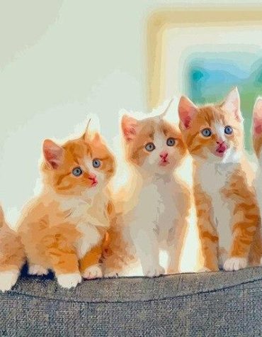Ginger Cat Art Paint By Numbers