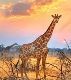 Giraffe Sunrise Scene Paint By Numbers