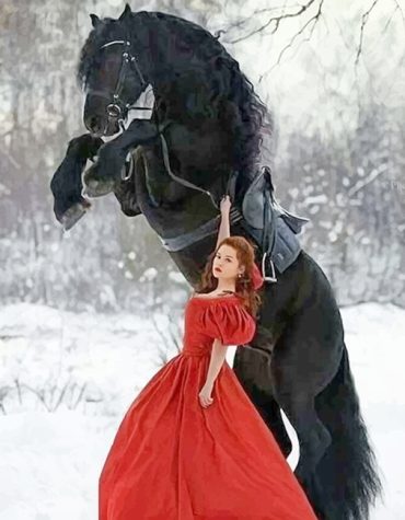 Black Horse in the Snow Paint By Numbers