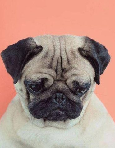 Gloomy Pug Pet Paint By Numbers