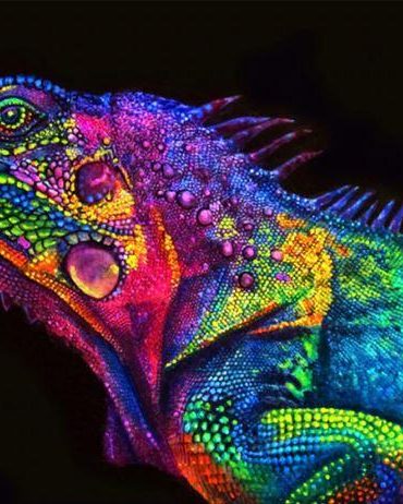 Colorful Chameleon Paint By Numbers
