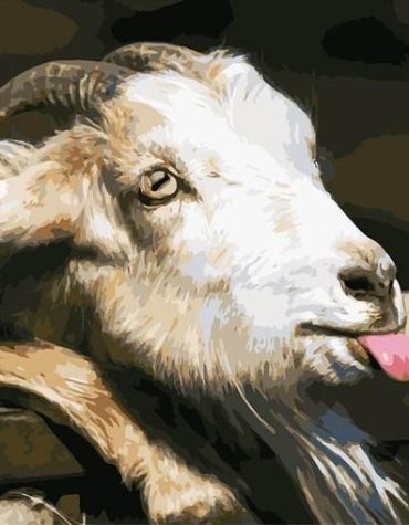 Goat Tongue Animals Paint By Numbers