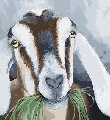 Goats Grazing Scene Paint By Numbers