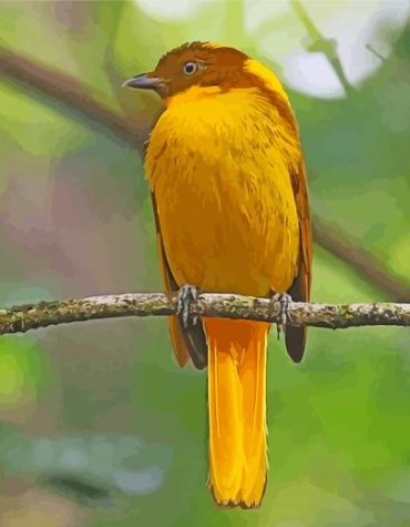 Golden Bowerbird Branch Paint By Numbers