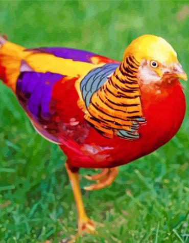 Golden Pheasant Bird Paint By Numbers