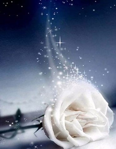 White Roses Night Paint By Numbers