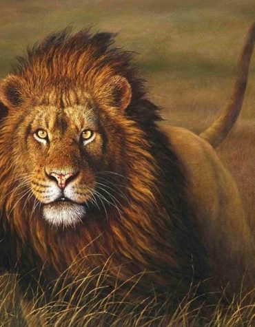 Grassland Lion King Paint By Numbers