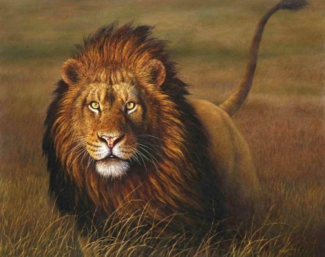 Grassland Lion King Paint By Numbers