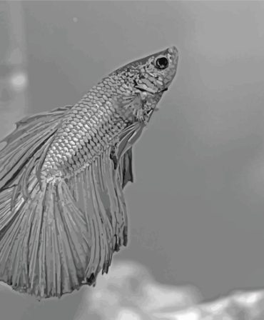 Gray Betta Fish Art Paint By Numbers