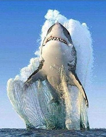 Ocean Shark Paint By Numbers