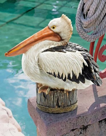 Great White Pelican Birds Paint By Numbers